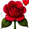 cali.cumar580