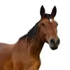 8horse.horse8