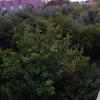 ibrallagrad