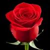 mamiazouz1