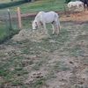 charlieisasillyhorsey