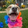 roothetrippoddog