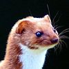 mrweaselboy