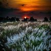 forid4017