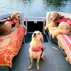 goldenboysofsummer