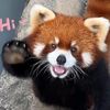 funnypetsoftiktok68
