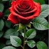user8514165802090