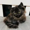catrooppa