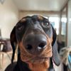 таксовна🐶2.0@