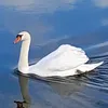 mihaela.mesi3