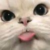_gery13