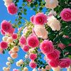 sidi.mohamed4678