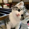 puccicat01