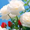 md.rabbi.islam4402
