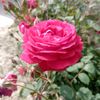 sajid.khan94214