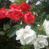user1932216240401