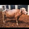 tufail.dairy.farm