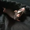 mimi_246804