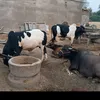 sameeralimugheri12