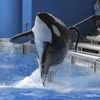 orca.eagle