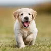 DogAdventure
