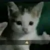 gifjf_6
