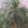 marwat0196