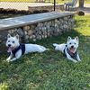WestieSideStory