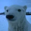 bearr1940