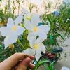 afghan.lala1209