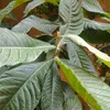 dijagarden