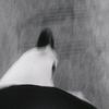 akunpes7381