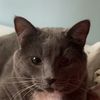 cat.man938