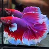 bettatapsu.8686