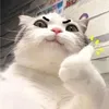 mew_meww.ww