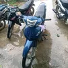 tr.vit.quang