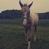 wild.horse.ranch13