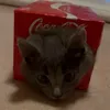 love_kittiescats
