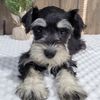 miniatureschnauzer12
