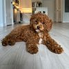 bearthetoy.poodle