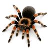 redknee_tarantula