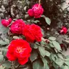basharat_bukhari