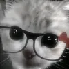 ttio.....amo.vcs