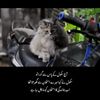 alihassanjalib