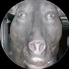 donald_8482