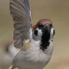 ccb5z9