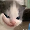 nhinnhinconvit