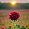 asadmalik.888
