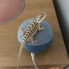 rolothebeardie