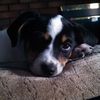 mo_cavs